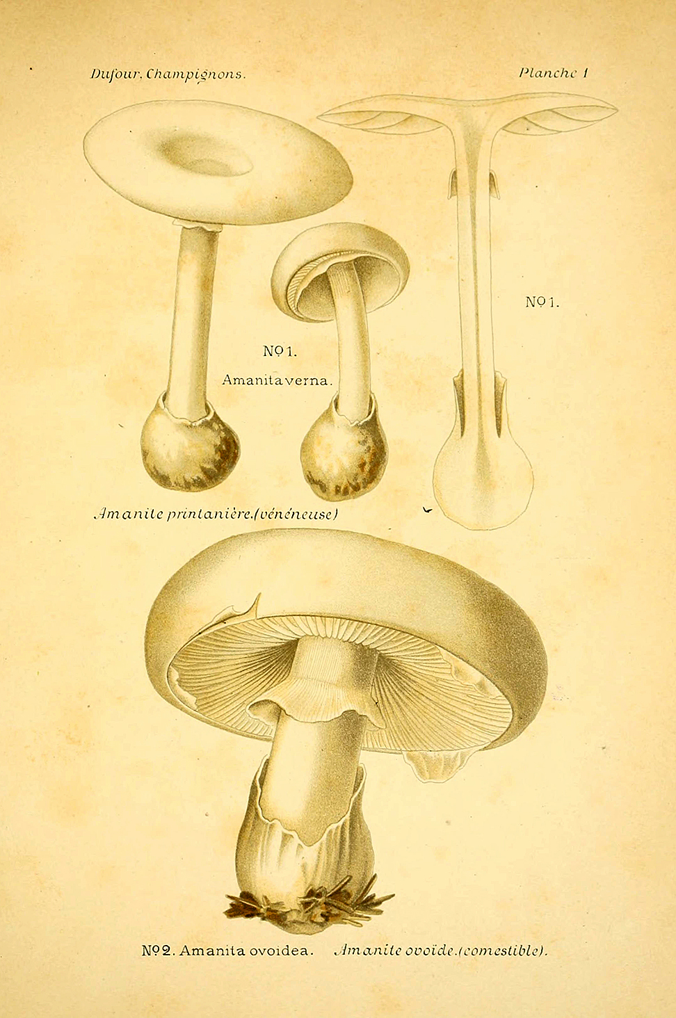 Planche de mycologie de Léon Marie Dufour n° 1.