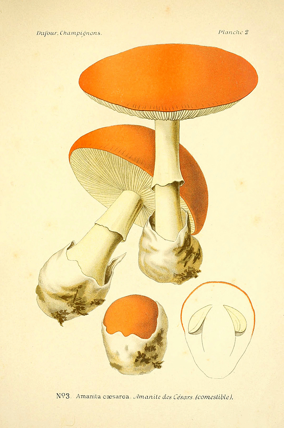 Planche de mycologie de Léon Marie Dufour n° 2.
