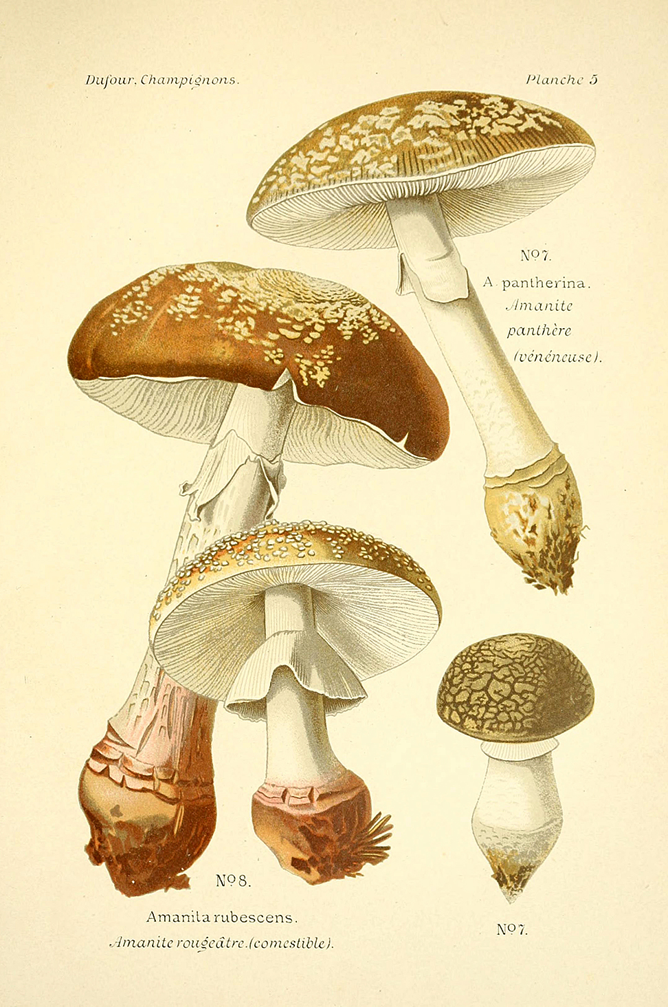 Planche de mycologie de Léon Marie Dufour n° 5.
