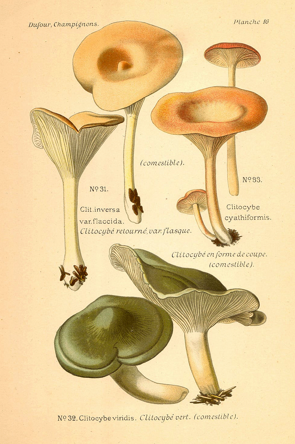 Planche de mycologie de Léon Marie Dufour n° 16.