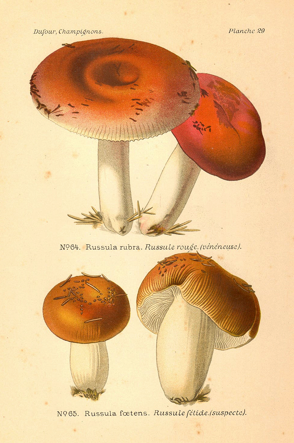 Planche de mycologie de Léon Marie Dufour n° 29.