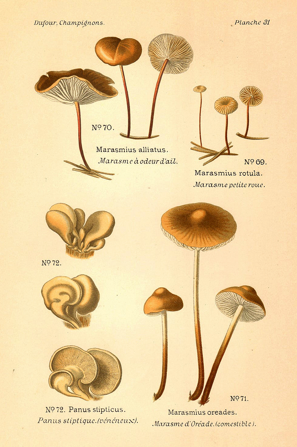 Planche de mycologie de Léon Marie Dufour n° 31.