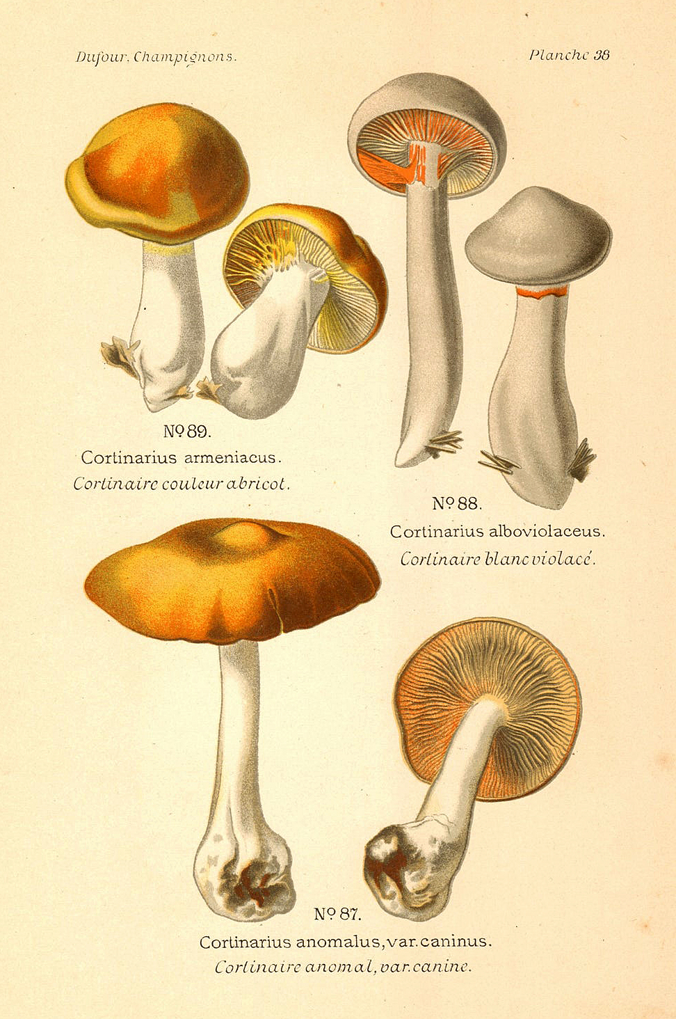 Planche de mycologie de Léon Marie Dufour n° 38.