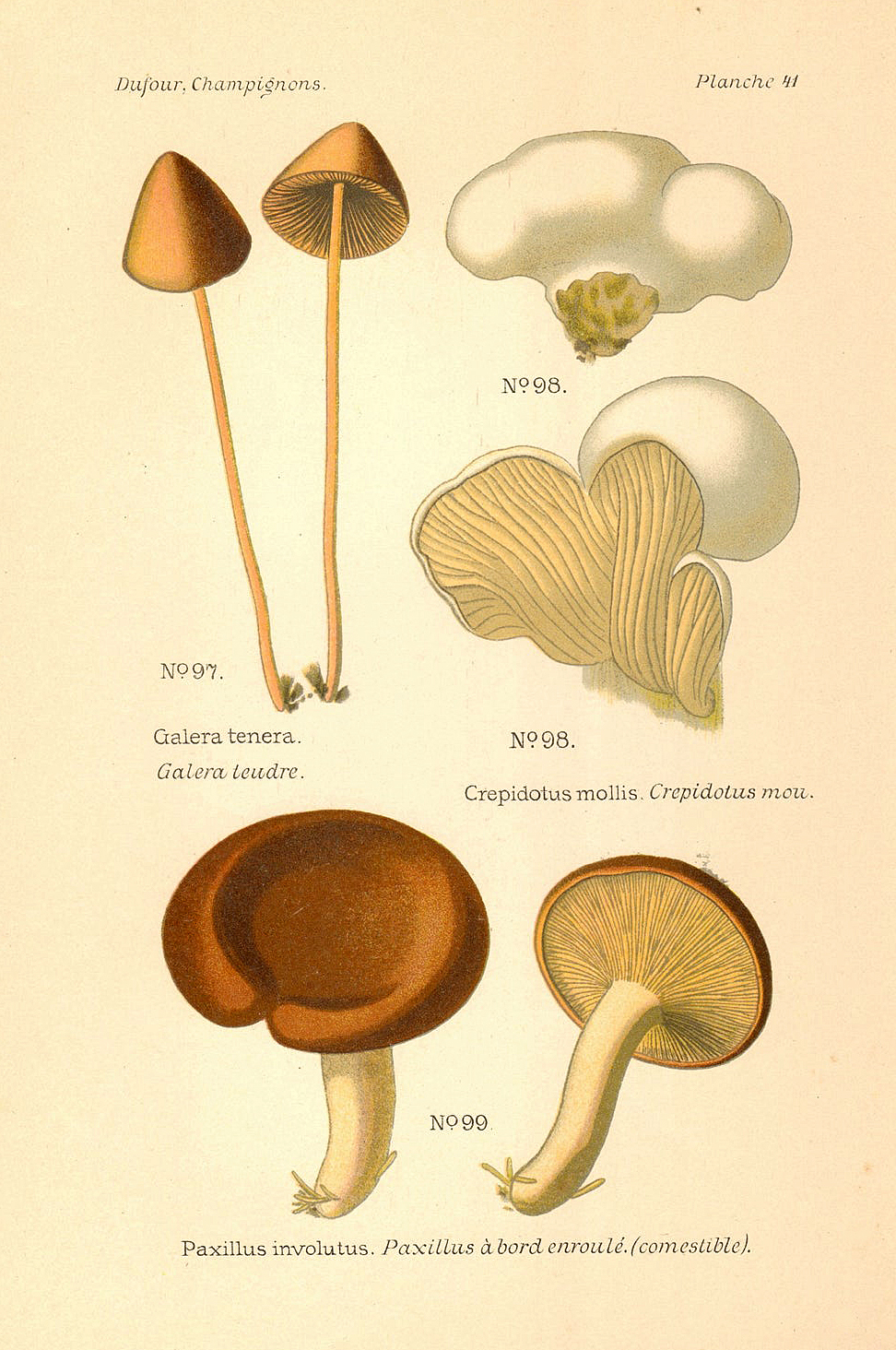 Planche de mycologie de Léon Marie Dufour n° 41.
