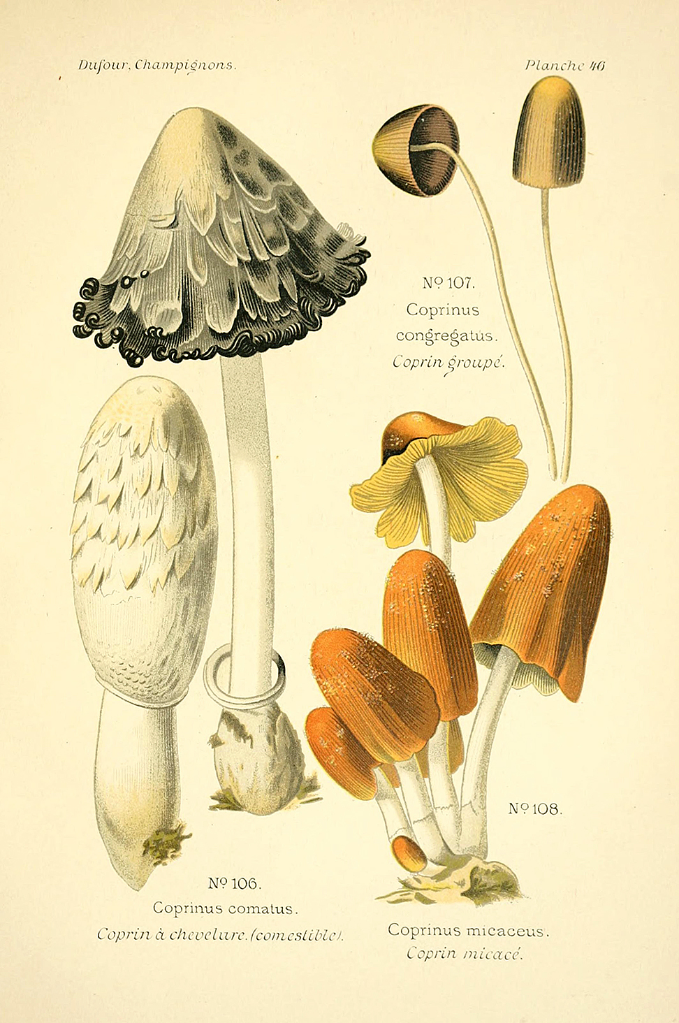 Planche de mycologie de Léon Marie Dufour n° 46.