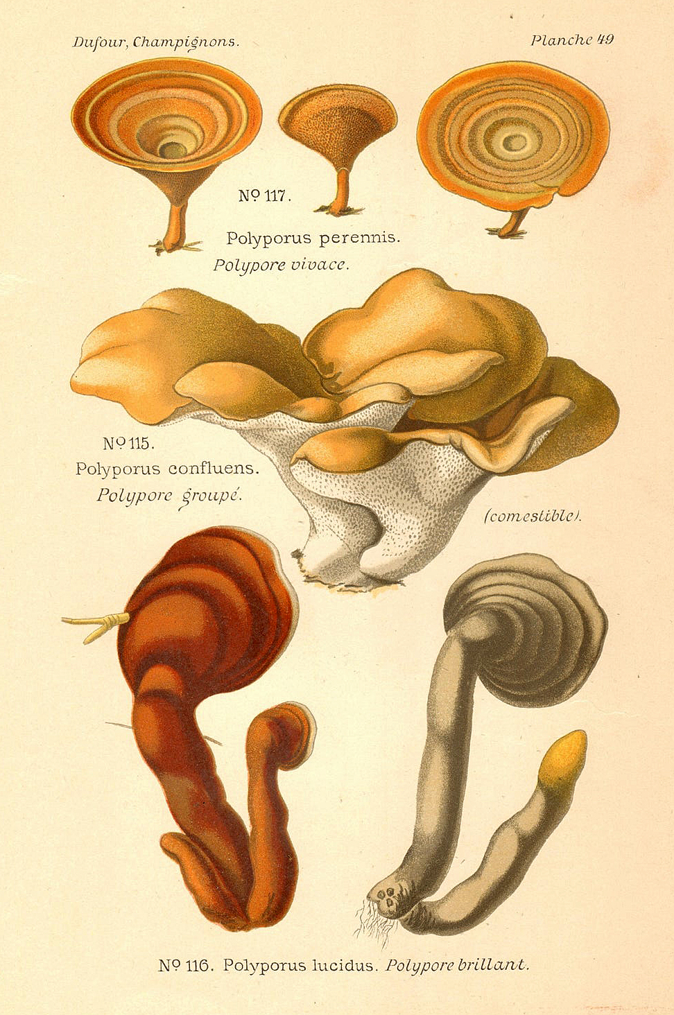 Planche de mycologie de Léon Marie Dufour n° 49.
