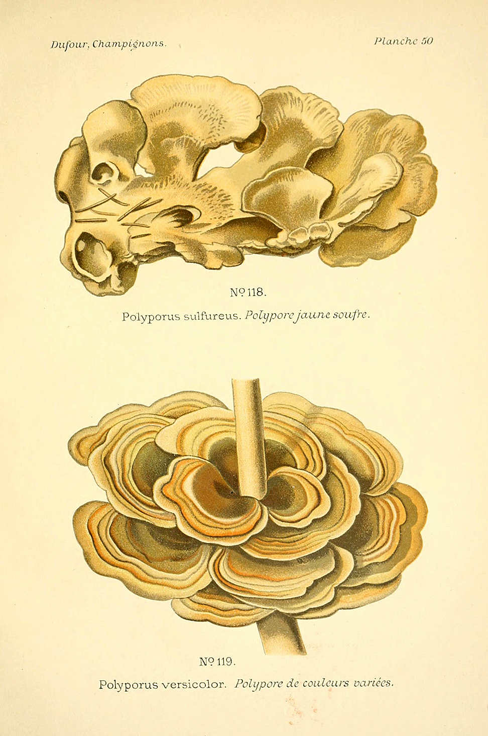 Planche de mycologie de Léon Marie Dufour n° 50.