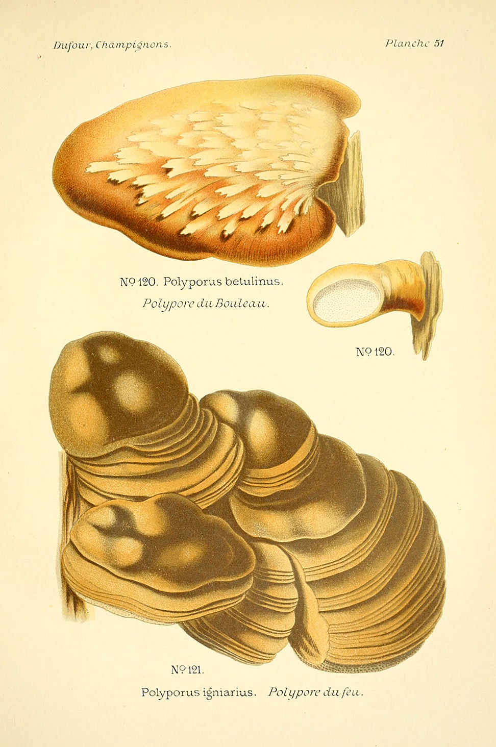 Planche de mycologie de Léon Marie Dufour n° 51.