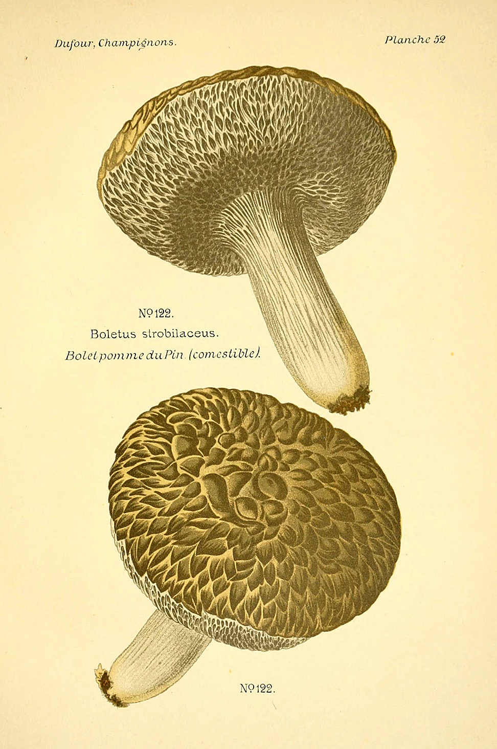 Planche de mycologie de Léon Marie Dufour n° 52.