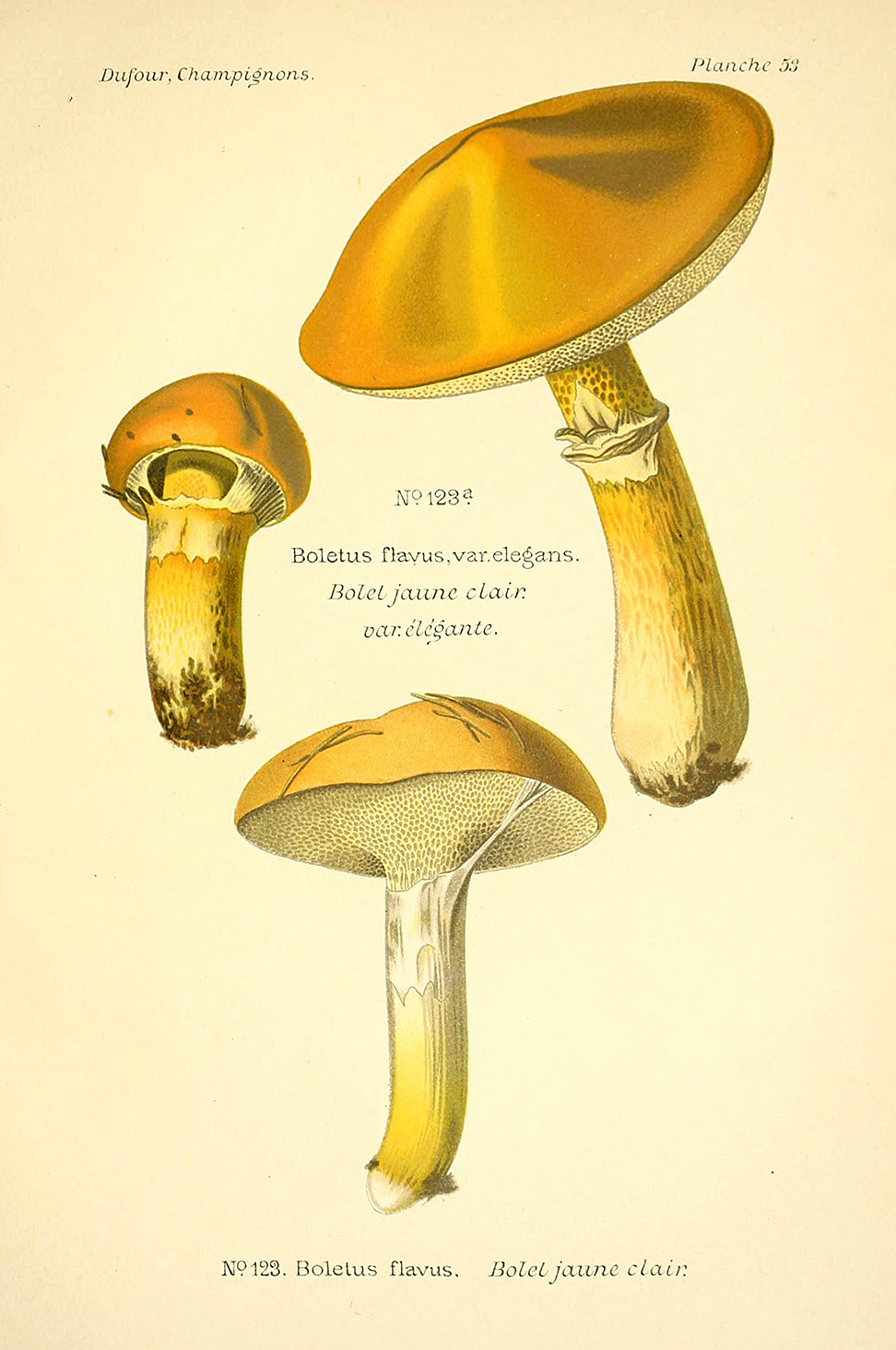Planche de mycologie de Léon Marie Dufour n° 53.