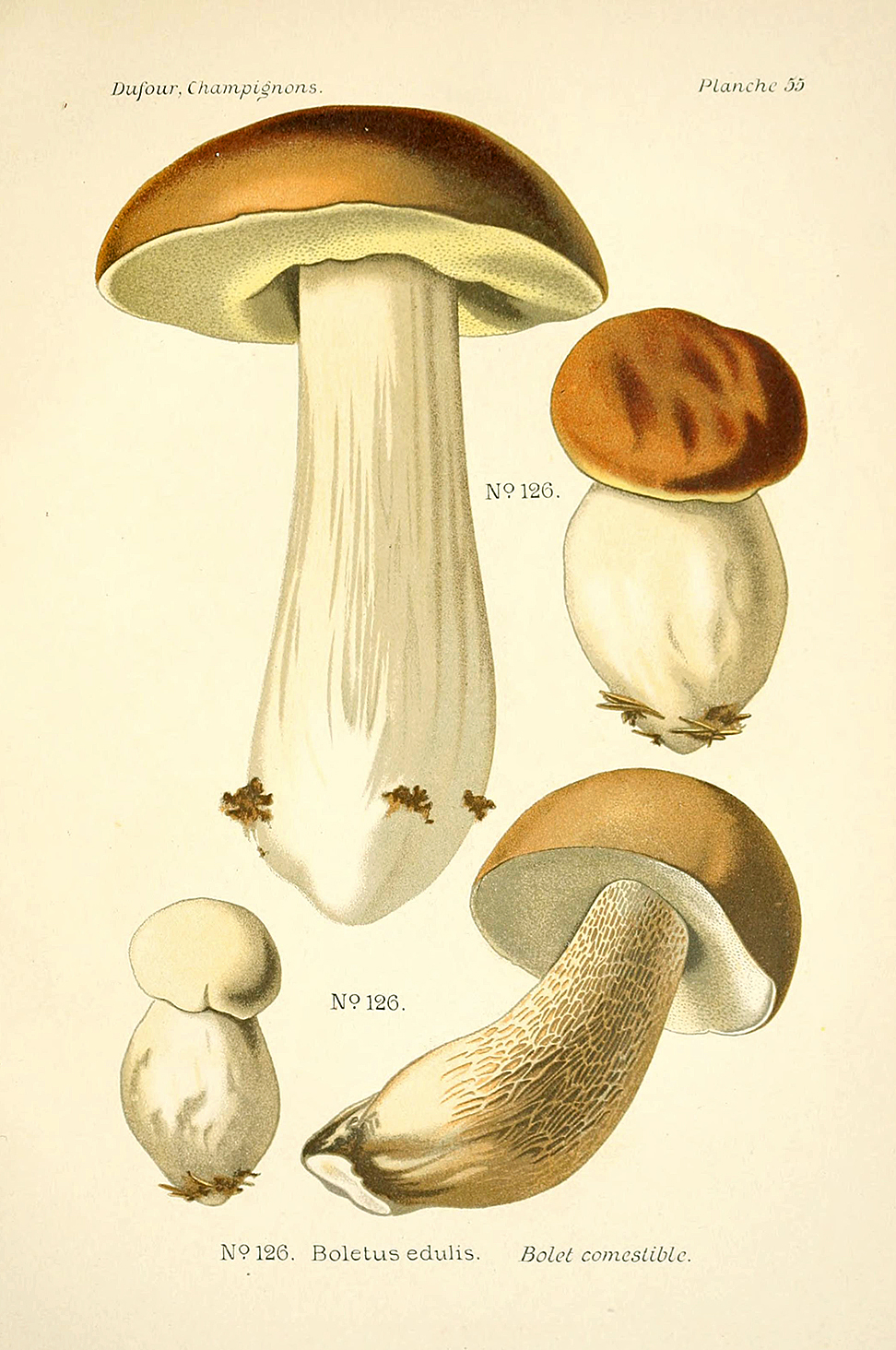 Planche de mycologie de Léon Marie Dufour n° 55.