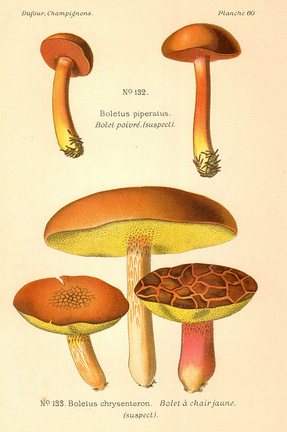 Planche de mycologie de Léon Marie Dufour n° 60.