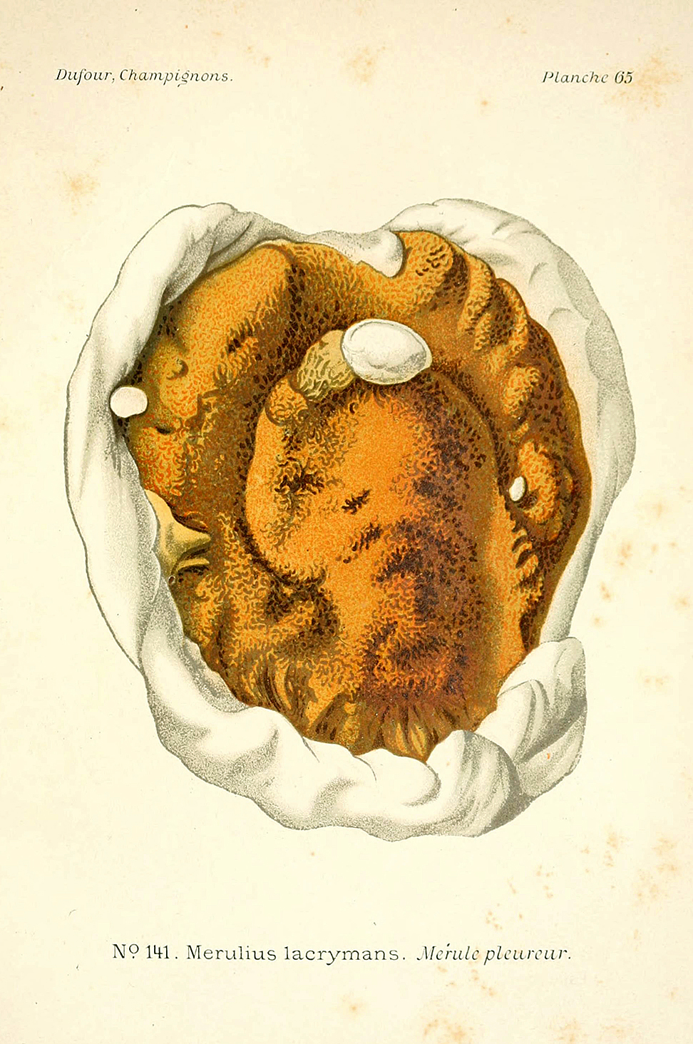 Planche de mycologie de Léon Marie Dufour n° 65.