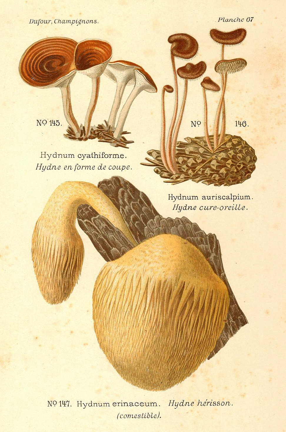 Planche de mycologie de Léon Marie Dufour n° 67.