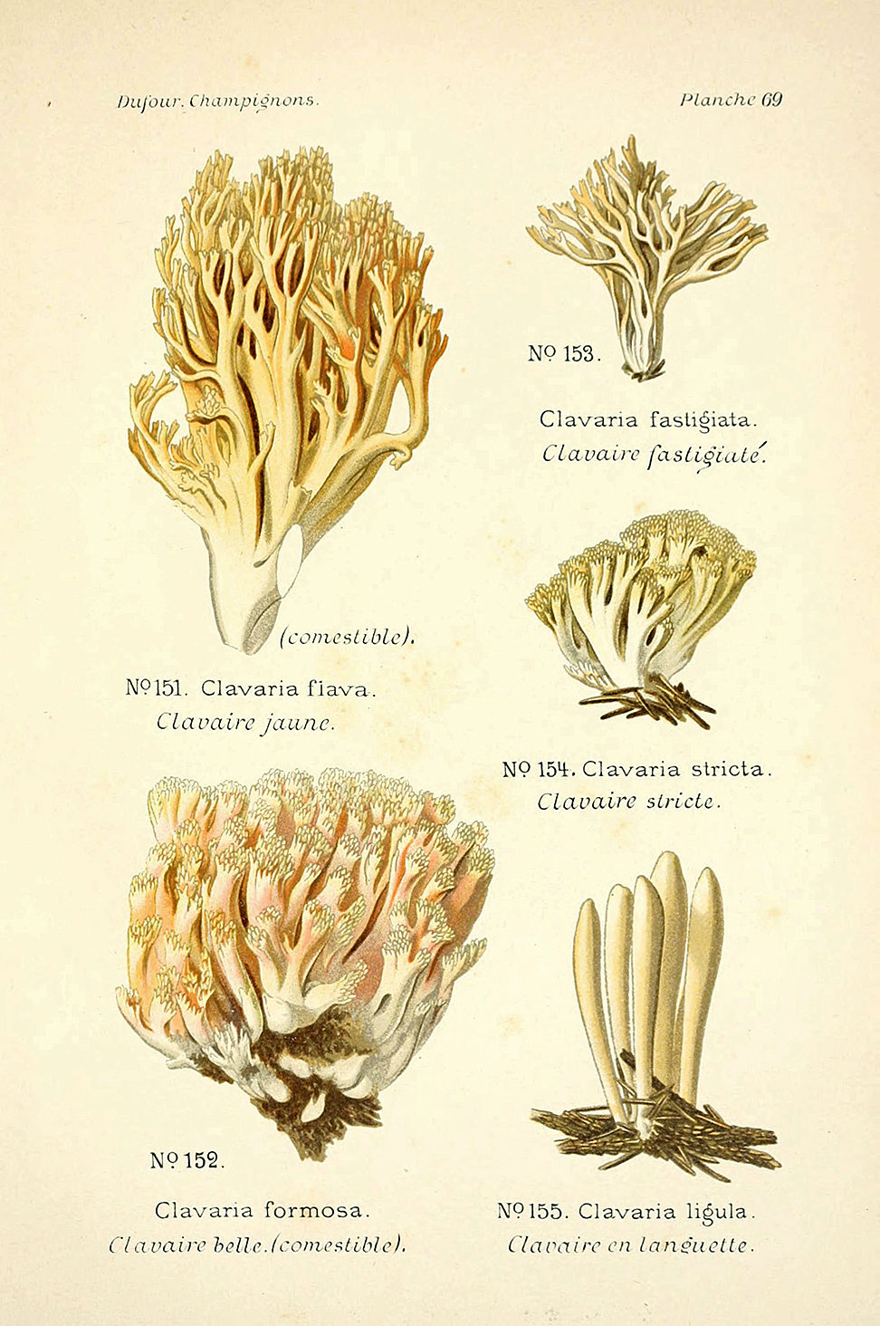 Planche de mycologie de Léon Marie Dufour n° 69.