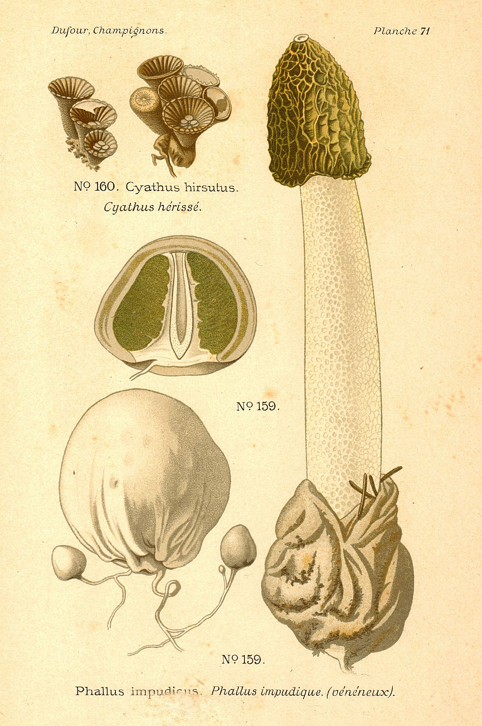 Planche de mycologie de Léon Marie Dufour n° 71.