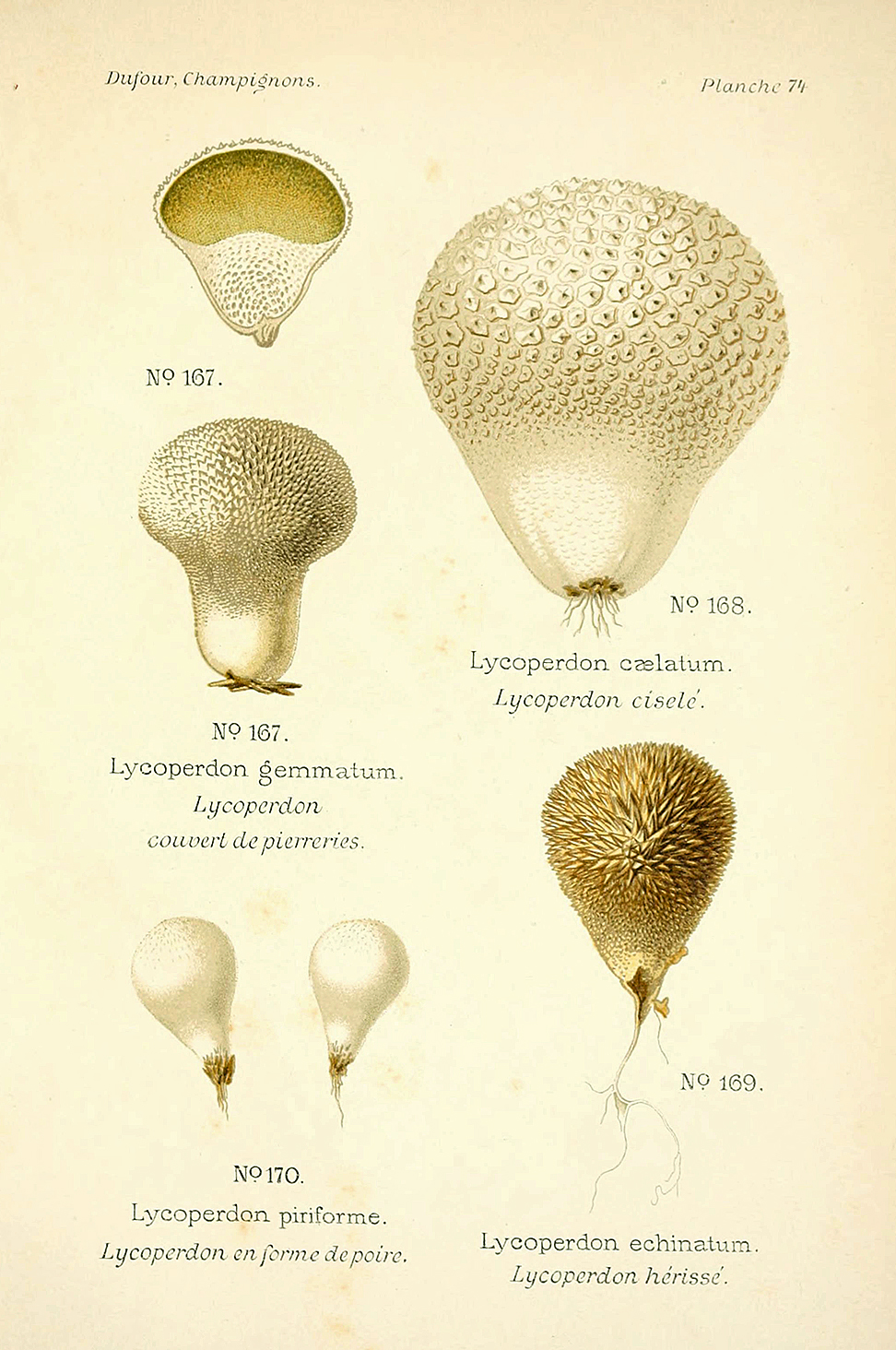 Planche de mycologie de Léon Marie Dufour n° 74.