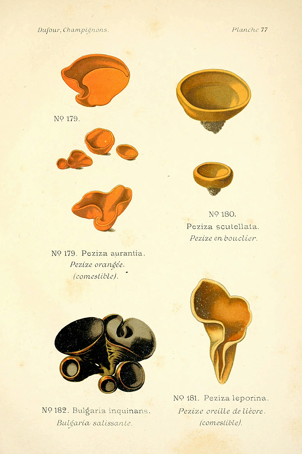 Planche de mycologie de Léon Marie Dufour n° 77.