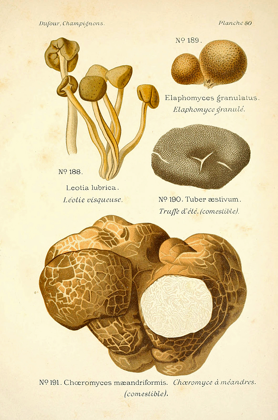 Planche de mycologie de Léon Marie Dufour n° 80.