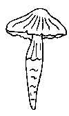Cortinariacées (myxacium).