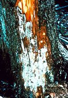 Armillaire couleur de miel. Mycélium de l'armillaire couleur de miel sur un tronc. Cliquer pour agrandir l'image.