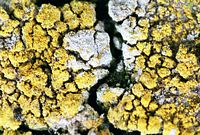Lichen perforé doré. Cliquer pour agrandir l'image.