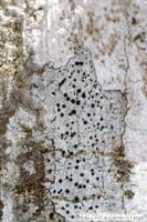 Lichen incrustant. Cliquer pour agrandir l'image.