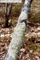 Lichen foliacé. Cliquer pour agrandir l'image.
