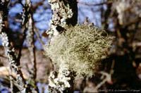 Lichen fruticuleux. Cliquer pour agrandir l'image.