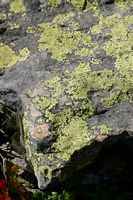 Lichens. Cliquer pour agrandir l'image.