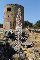 La flore et la faune de l’île de Crète. Scille de Numidie (Drimia numidica) à Épano Mirampello. Cliquer pour agrandir l'image dans Adobe Stock (nouvel onglet).