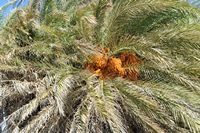 La flore et la faune de l’île de Crète. Palmier de Crète (Phoenix theophrasti) à Vaï près de Palaikastro. Cliquer pour agrandir l'image dans Adobe Stock (nouvel onglet).