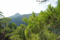 La flore et la faune de l’île de Crète. Forêt de pins de Calabre (Pinus brutia) dans le massif de Thrypti. Cliquer pour agrandir l'image dans Adobe Stock (nouvel onglet).