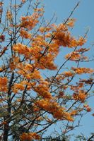 La flore et la faune de l’île de Crète. Chêne soyeux d'Australie (Grevillea robusta) près de Malia. Cliquer pour agrandir l'image dans Adobe Stock (nouvel onglet).