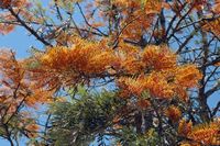 La flore et la faune de l’île de Crète. Chêne soyeux d'Australie (Grevillea robusta) près de Malia. Cliquer pour agrandir l'image dans Adobe Stock (nouvel onglet).