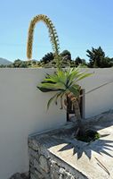 La flore et la faune de l’île de Crète. Agave à cou de cygne (Agave attenuata) à Orne près de Spili. Cliquer pour agrandir l'image dans Adobe Stock (nouvel onglet).