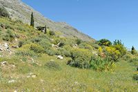 La flore et la faune de l’île de Crète. Végétation de maquis sur les pentes du mont Kédros près de Krya Vryssi. Cliquer pour agrandir l'image dans Adobe Stock (nouvel onglet).