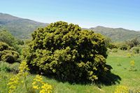 La flore et la faune de l’île de Crète. Myrte commun près de Kissos. Cliquer pour agrandir l'image dans Adobe Stock (nouvel onglet).