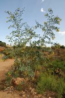 La flore et la faune de l’île de Crète. Tabac glauque (Nicotiana glauca) à la source de l'Almyros près de Gazi. Cliquer pour agrandir l'image dans Adobe Stock (nouvel onglet).