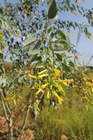 La flore et la faune de l’île de Crète. Tabac glauque (Nicotiana glauca) à la source de l'Almyros près de Gazi. Cliquer pour agrandir l'image dans Adobe Stock (nouvel onglet).