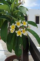La flore et la faune de l’île de Crète. Frangipanier (Plumeria acuminata) en fleurs au monastère de Fanéroméni. Cliquer pour agrandir l'image dans Adobe Stock (nouvel onglet).