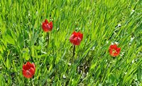La flore et la faune de l’île de Crète. Tulipe d'Orphanidès (Tulipa orphanidea) sur le plateau du Gious Kampos. Cliquer pour agrandir l'image dans Adobe Stock (nouvel onglet).