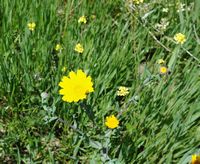 La flore et la faune de l’île de Crète. Chrysanthème des moissons (Glebionis segetum) sur le plateau du Gious Kampos. Cliquer pour agrandir l'image dans Adobe Stock (nouvel onglet).