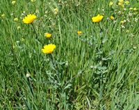 La flore et la faune de l’île de Crète. Chrysanthème des moissons (Glebionis segetum) sur le plateau du Gious Kampos. Cliquer pour agrandir l'image dans Adobe Stock (nouvel onglet).