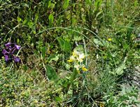 La flore et la faune de l’île de Crète. Orchis à fleurs peu nombreuses (Orchis pauciflora) sur le plateau du Gious Kampos. Cliquer pour agrandir l'image dans Adobe Stock (nouvel onglet).