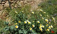 La flore et la faune de l’île de Crète. Chrysanthème couronné (Glebionis coronaria) dans la forteresse de Réthymnon. Cliquer pour agrandir l'image dans Adobe Stock (nouvel onglet).