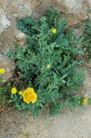 La flore et la faune de l’île de Crète. Glaucière jaune dans la forteresse de Réthymnon. Cliquer pour agrandir l'image dans Adobe Stock (nouvel onglet).