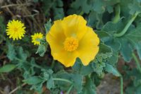 La flore et la faune de l’île de Crète. Glaucière jaune dans la forteresse de Réthymnon. Cliquer pour agrandir l'image dans Adobe Stock (nouvel onglet).