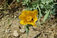 La flore et la faune de l’île de Crète. Glaucière jaune dans la forteresse de Réthymnon. Cliquer pour agrandir l'image dans Adobe Stock (nouvel onglet).