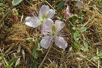 La flore et la faune de l’île de Crète. Fleurs et boutons floraux de câprier (Capparis spinosa) dans la forteresse de Réthymnon. Cliquer pour agrandir l'image dans Adobe Stock (nouvel onglet).